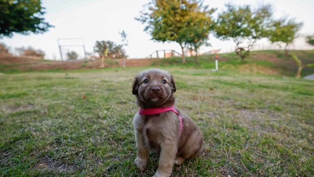 Yenişehir’deki hayvan bakımevinde 1608 kedi ve 70 köpek kısırlaştırıldı